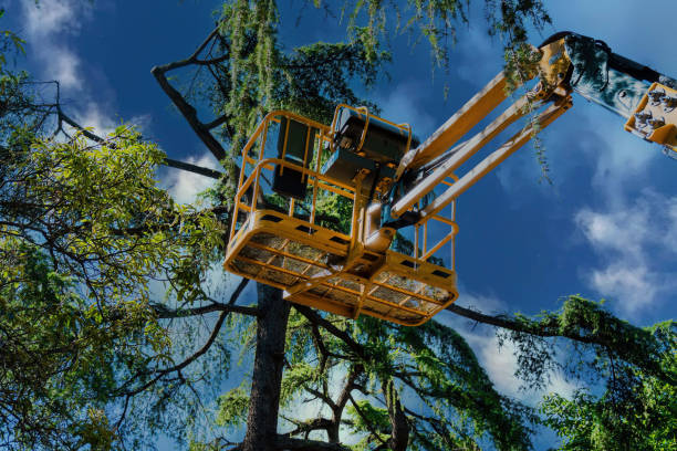 How Our Tree Care Process Works  in  Cape Canaveral, FL