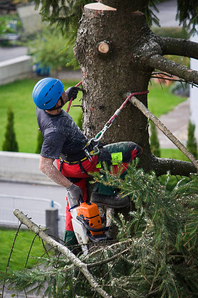Best Tree Health Inspection  in Cape Canaveral, FL