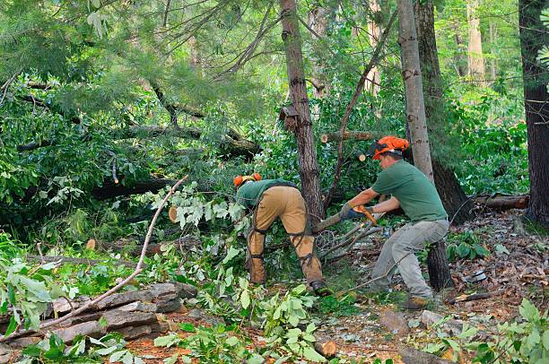 Best Emergency Tree Removal  in Cape Canaveral, FL